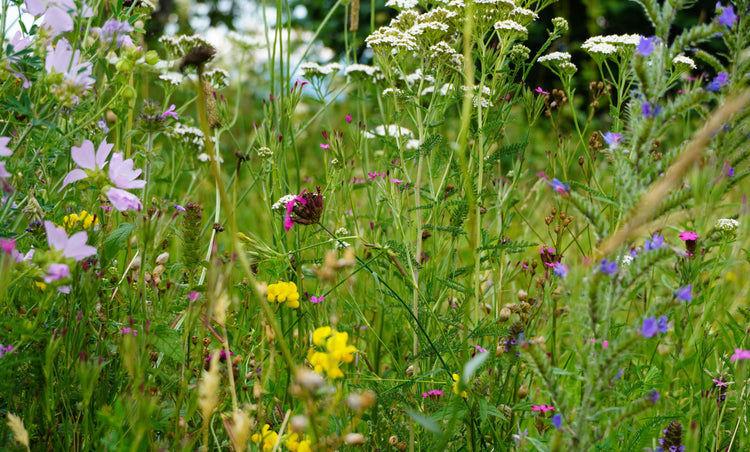 Blumenwiese
