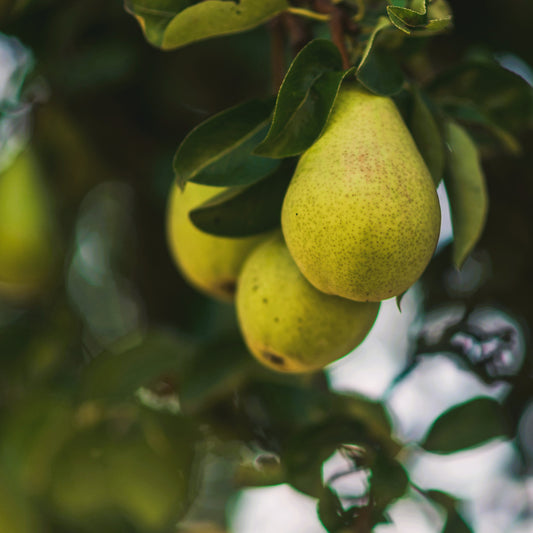 Birnenbaum