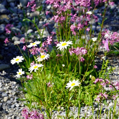 Blumenwiese (Humus bereits abgetragen)