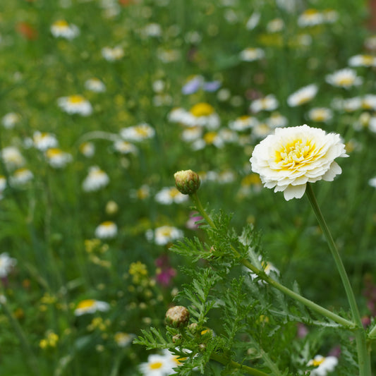 Blumenwiese (Humus durch uns abgetragen)